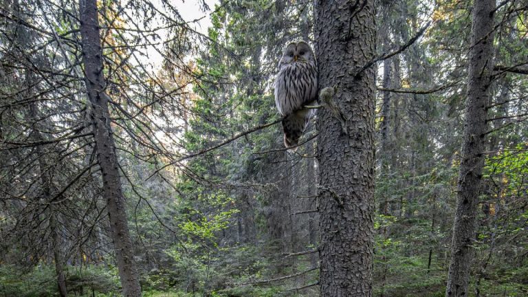 Kuidas luua tervislikke harjumusi