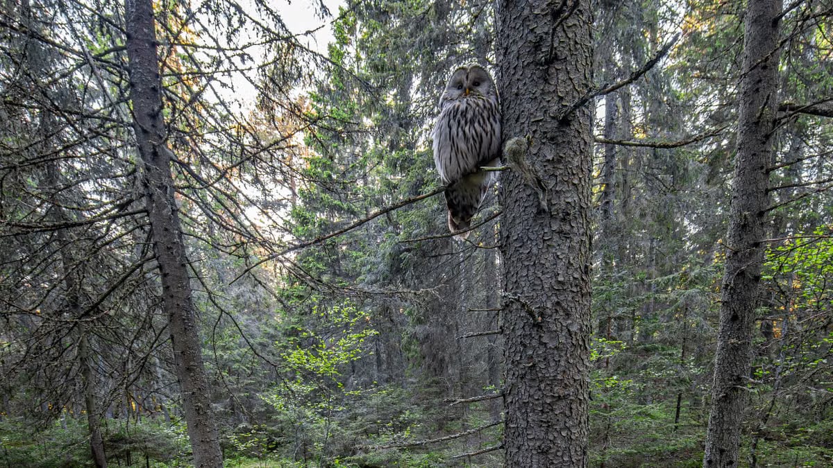 A majestic Ural owl calmly perched on a tree branch in a lush forest setting.